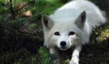 Un zorro albino sorprendió a todos los vecinos de la provincia de Chubut y se volvió viral