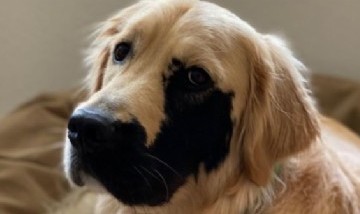 "Enzo Viola", el perro que se volvió viral por su llamativa mutación genética