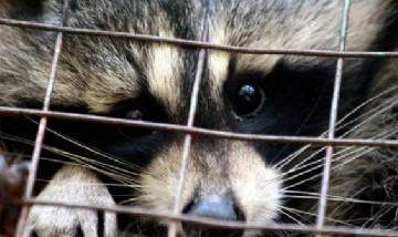 Tráfico de fauna: apuntan a las redes sociales como la gran vidriera para este negocio ilegal