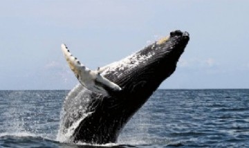 Una ballena se tragó a un hombre y luego lo escupió vivo: "Este es el momento, voy a morir"