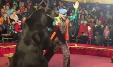 Oso de circo atacó a su adiestrador