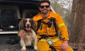 "Taylor": la perra que rescató a más de una docena de koalas de Australia