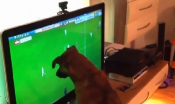 Un perro se ve a sí mismo en la televisión y salta de alegría