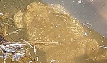 Hallaron un sapo gigante y de los más venenosos del mundo en Santa Fe