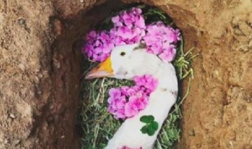 Organizó un funeral virtual para su ganso y se volvió viral