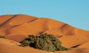 Viral: estudios revelaron que el desierto de Sahara fue verde y fértil hace 5.000 años
