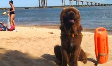 Sam: el perro salvavidas que custodia las playas argentinas y causa furor