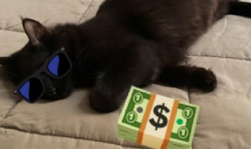 Insólito: Arturo, el gato que le roba plata al vecino para romperla se hizo viral en redes