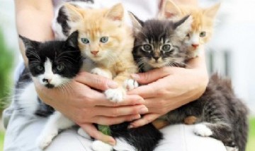 ¡A hablar con los mishis!: crearon una app para traducir los maullidos de los gatos