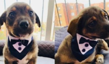 La historia viral de "Vicente": El perrito que dejaron plantado el día de su adopción