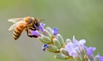 El cannabis podría salvar a las abejas