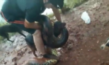 Tres amigos lucharon contra una anaconda para que no se comiera a su perro