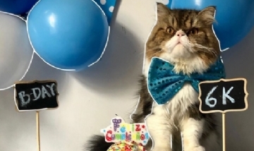Theo, el gato instagramer sensación de Uruguay
