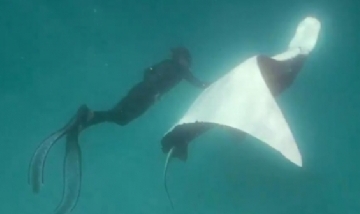 Fotografiaron a la única mantarraya rosa conocida del mundo