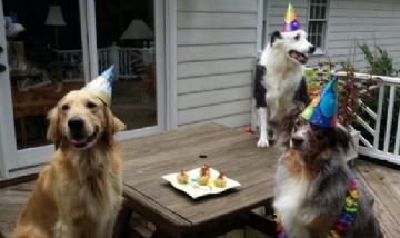 ¿Cómo se calcula la edad humana de un perro?