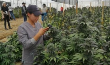 El municipio de San Pedro creará el primer Parque Industrial Cannábico en el país
