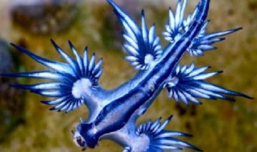 Dragones azules: Los increíbles animales que aparecieron en Estados Unidos
