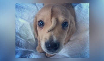 La historia del perro que nació con una cola en la frente