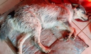 Bahía Blanca: vendió su Play 3 para operar a su perra y se volvió viral