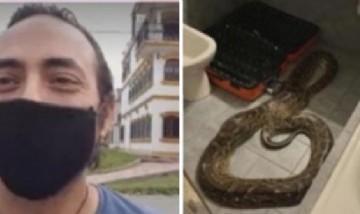 Mucamas de un hotel encuentran una pitón de 4 metros comiéndose un pollo en el baño