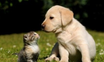 La aseguradora de la familia Eskenazi lanza una prepaga para mascotas