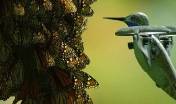 Utilizaron un dron disfrazado de colibrí para grabar millones de mariposas monarca