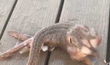Pescó una extraña criatura marina y se viralizó en internet