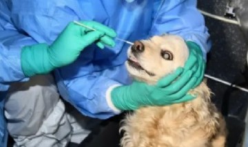 Corea del Sur: esta es la primera perra que fue sometida a un test de Coronavirus