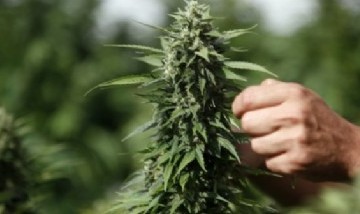 Cannabis: Panorama legal en Argentina, ¿qué está permitido y qué no?