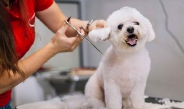 El emprendimiento cordobés que revoluciona la peluquería canina a domicilio