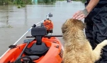 Emocionante video de los rescates a animales en Zárate y Campana, tras el temporal