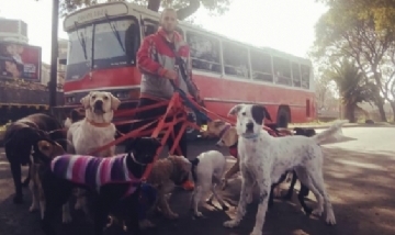 Paseador lleva a los perros en un micro escolar