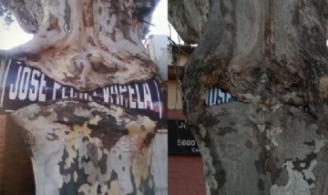 Un árbol se devoró un cartel de la calle y el proceso fue registrado en fotos