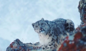 Por la cuarentena: Reapareció el leopardo de las nieves tras años oculto