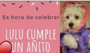 Funcionaria cordobesa apartada por realizar una fiesta de cumpleaños para su perro