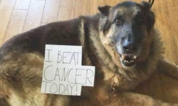 Un perrito se curó de cáncer y su historia enterneció las redes sociales