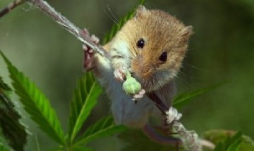 Ratón termina desmayado tras comer planta de marihuana