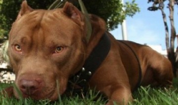 Brutal ataque de pitbull a nena de 7 años: quedó internada con graves heridas