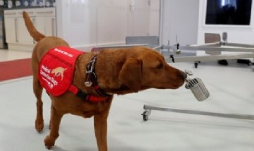 La Universidad de Buenos Aires estudia entrenar perros para detectar posibles casos de COVID-19