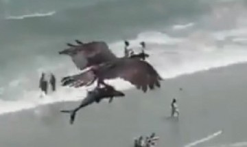 A la vista de todos los turistas un águila sobrevoló una playa con un tiburón entre sus garras
