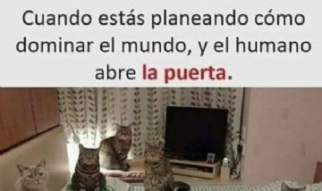 @animamemes
