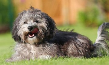 Conoce al perro maltipoo: la nueva raza de perro creada para enamorar