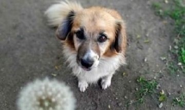 Oddy desde Villa sierras de Oro, ( Malagueño- Córdoba).