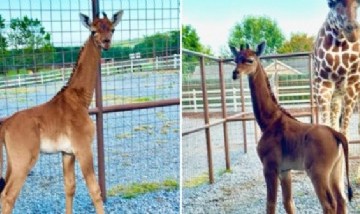 Nació una jirafa sin manchas: es la única en el mundo después de medio siglo