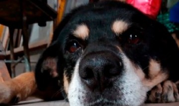 Lanzaron una web para adoptar perritos de forma segura en el país