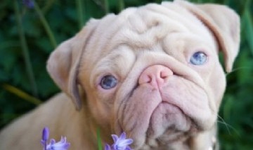 Un perro "rosado" es el nuevo furor de las redes sociales