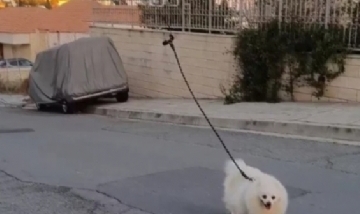 Paseó a su perro con un drone para respetar la cuarentena