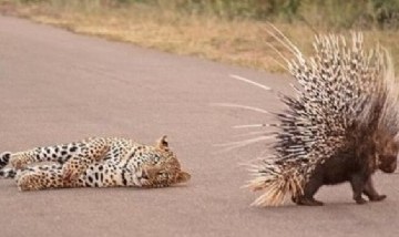 Un puercoespín luchó por su vida con un leopardo durante 90 minutos y el video se volvió viral