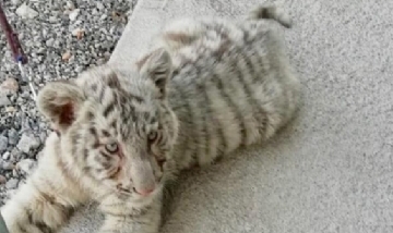 Como si fuera un perro: mexicano paseaba por un parque con su "mascota", un tigre siberiano