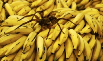 Compraron un kilo de bananas y dentro de la bolsa estaba la araña más letal del mundo